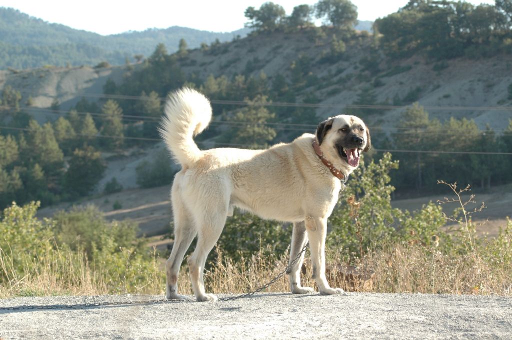 kangal