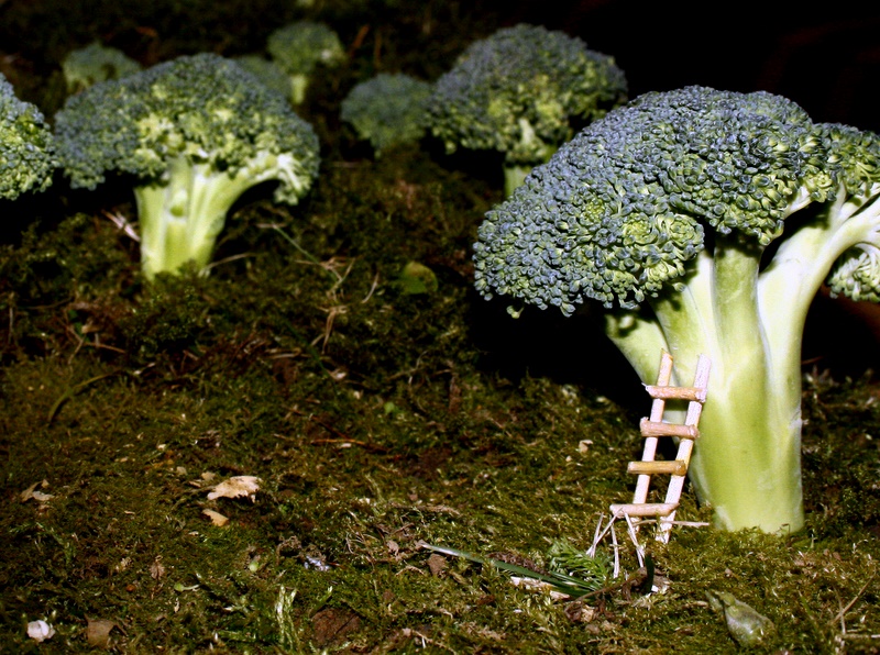 brokoli ormani