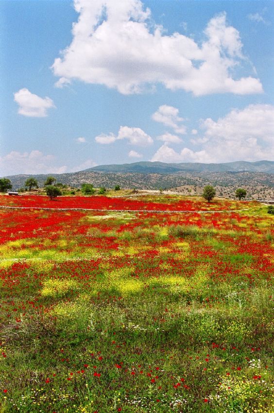 gelincik bahcesi