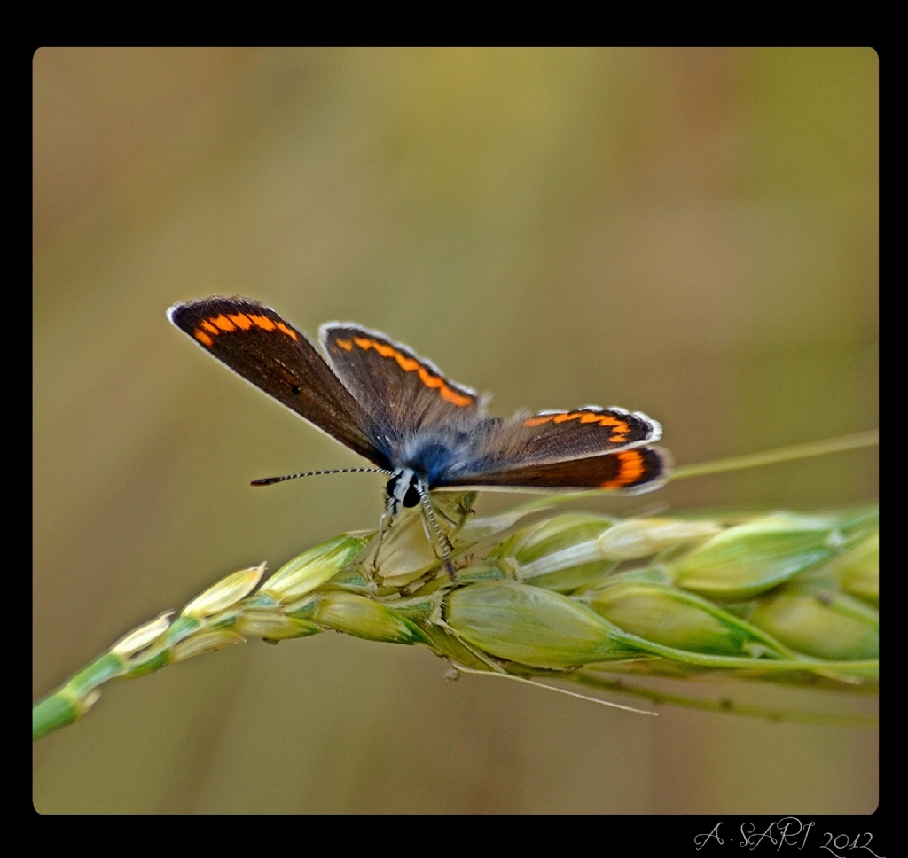 Ba�ak & �ok G�zl�