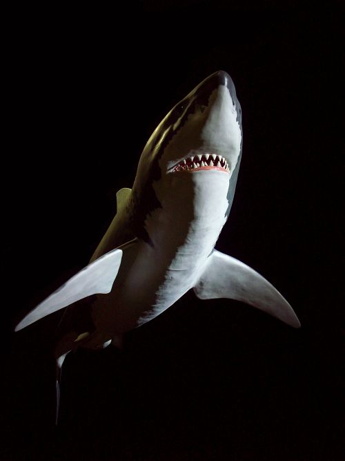 Shark And Darkness