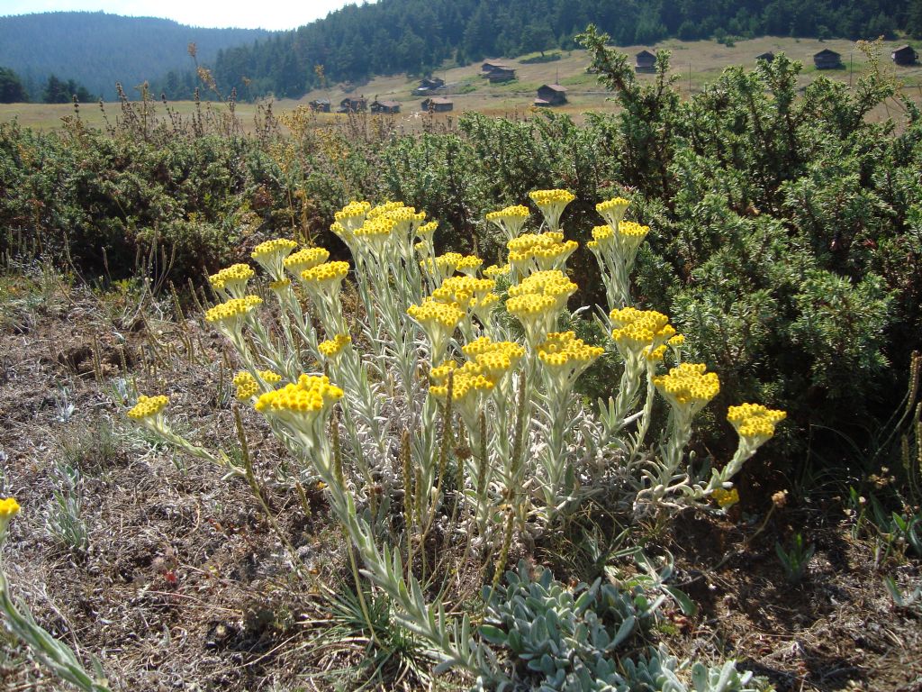 YAYLA