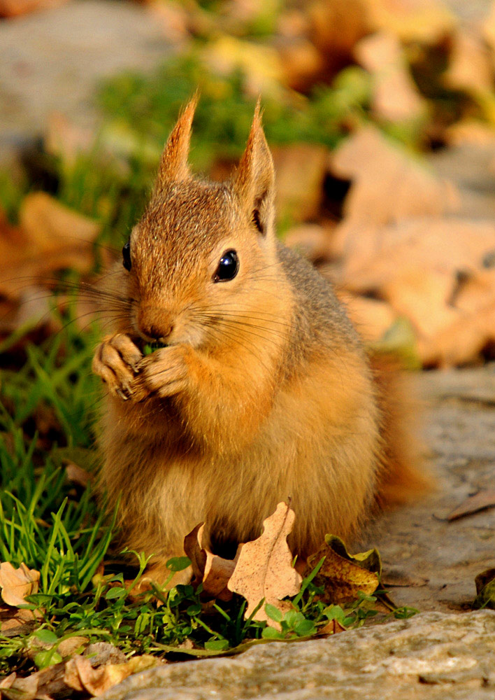 Sevimli  Maskot