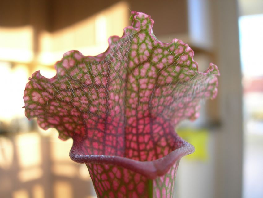 sarracenia