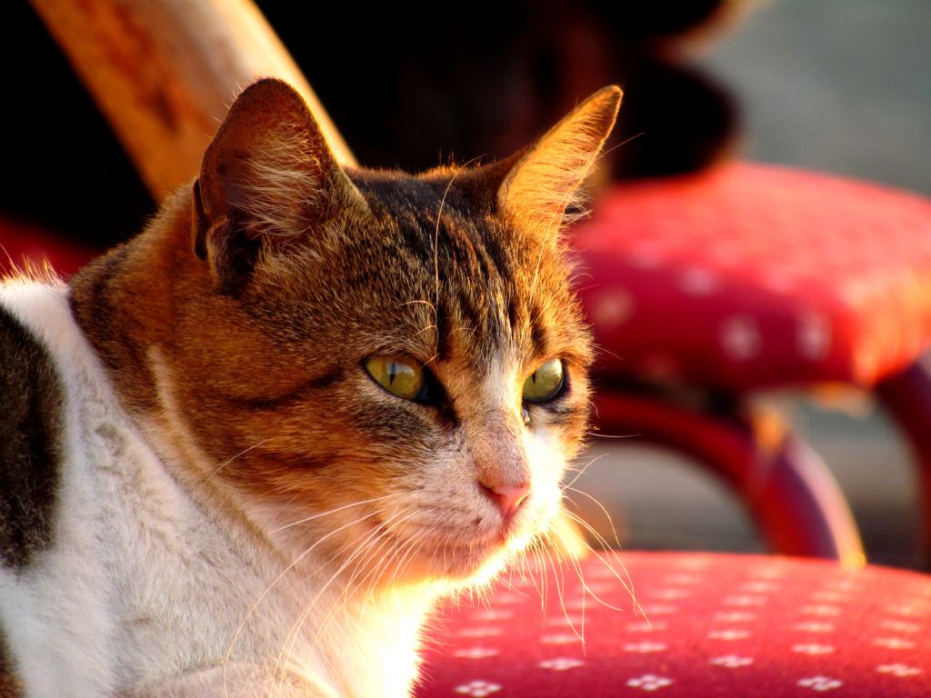 kedi... Canon sx30 ile