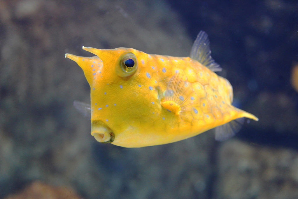 Boynuzlu Sar Balk - Cowfish