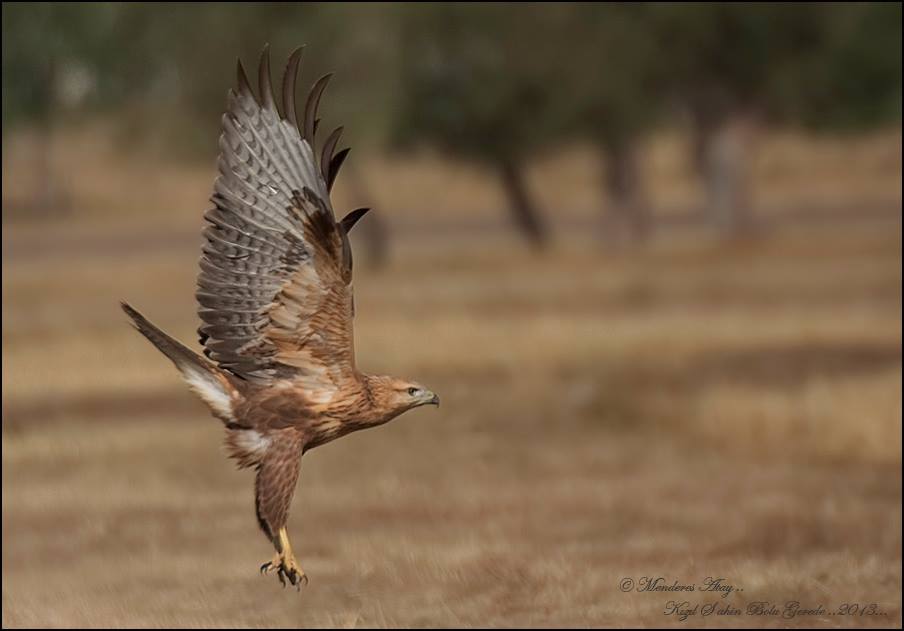 Kzl ahin Long-legged buzzard / Buteo rufinus