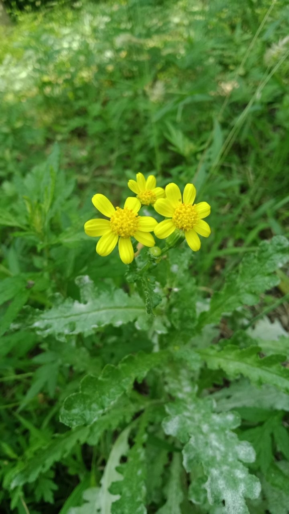 YellowBeautyoftheGarden