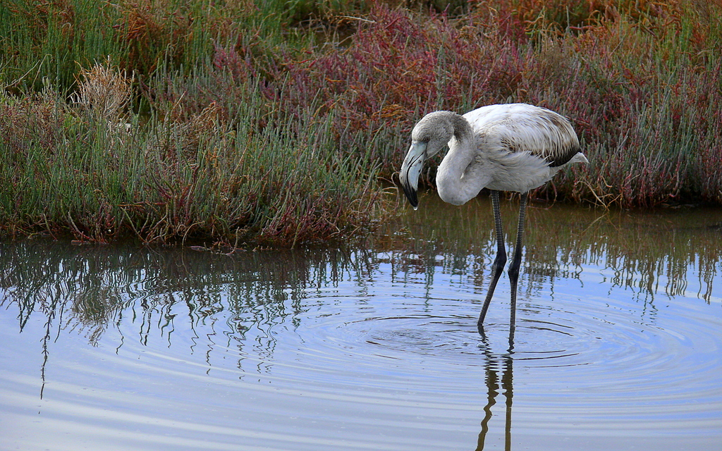 Flamingo