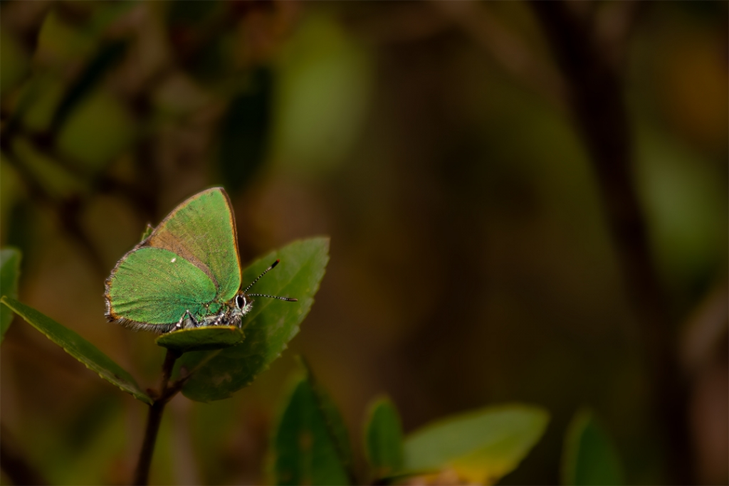 �i�ekler ye�erirken ya�ayaca��m�z...