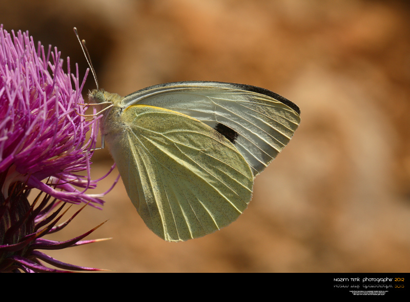 ... ::: Byk Beyaz Melek ::: ... 