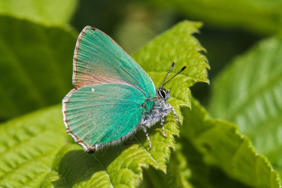 zmrt/Callophrys rubi