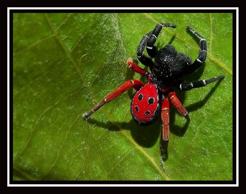 Red Spider