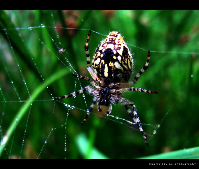 spider