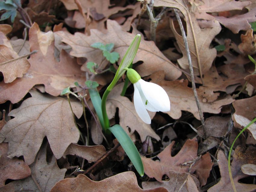 Galanthus (Kardelen)