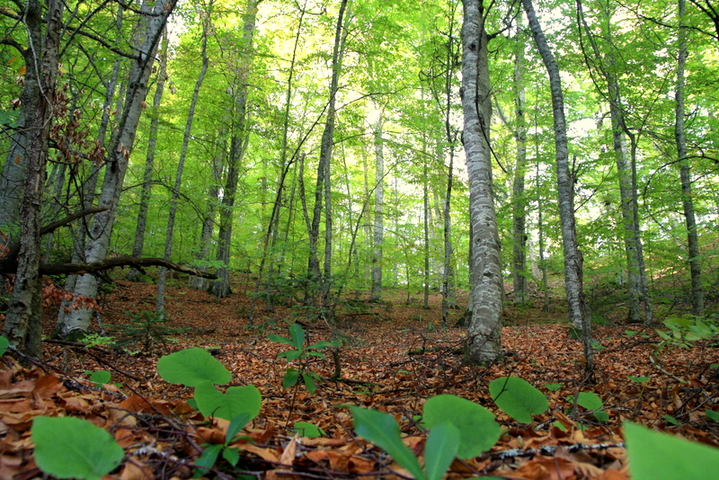 st ilkbahar alt sonbahar..