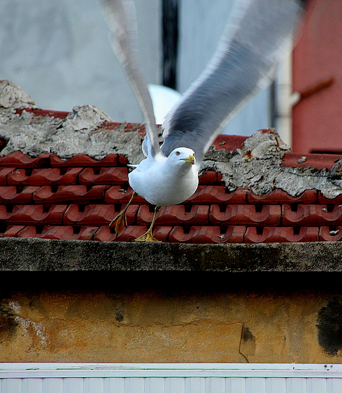 sen de ban alp gitme
