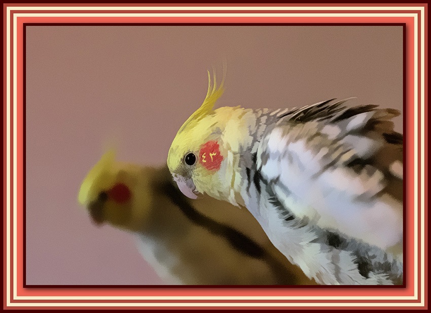 Cockatiel (Nymphicus hollandicus)