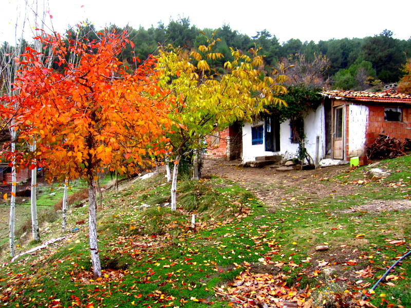 Buldan Kestane deresi