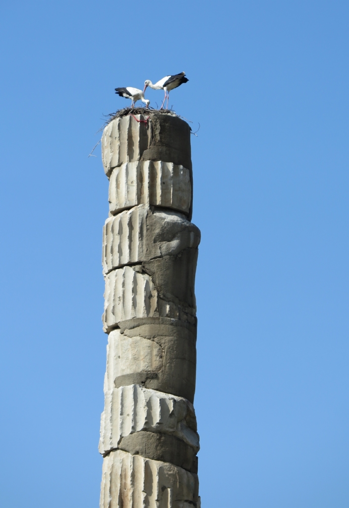 Artemis Tap�na��n�n Leylekleri