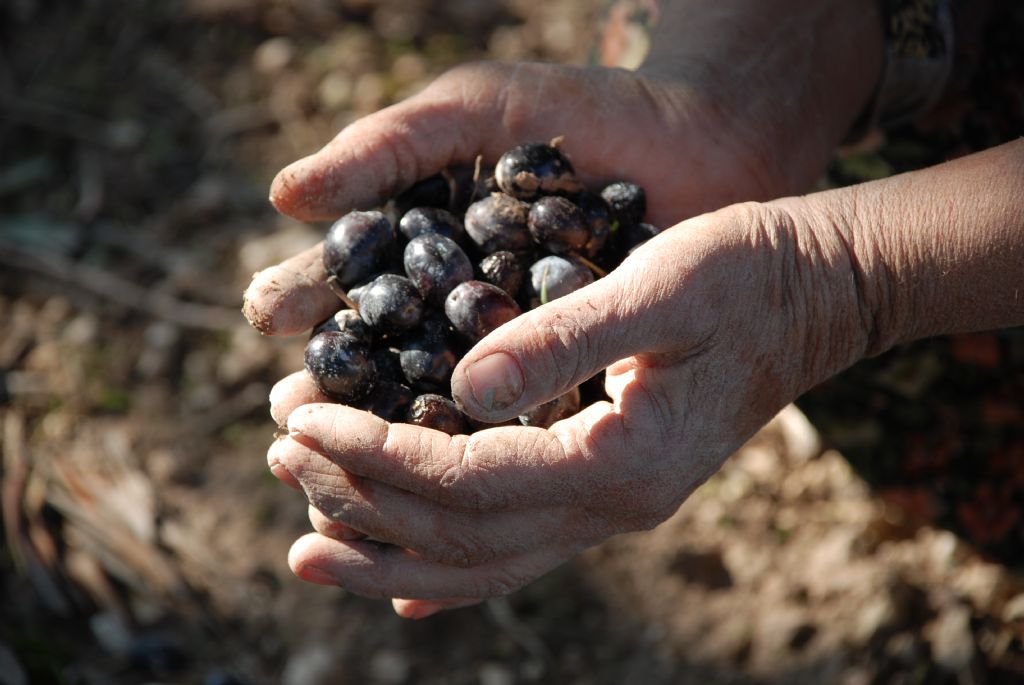 zeytin