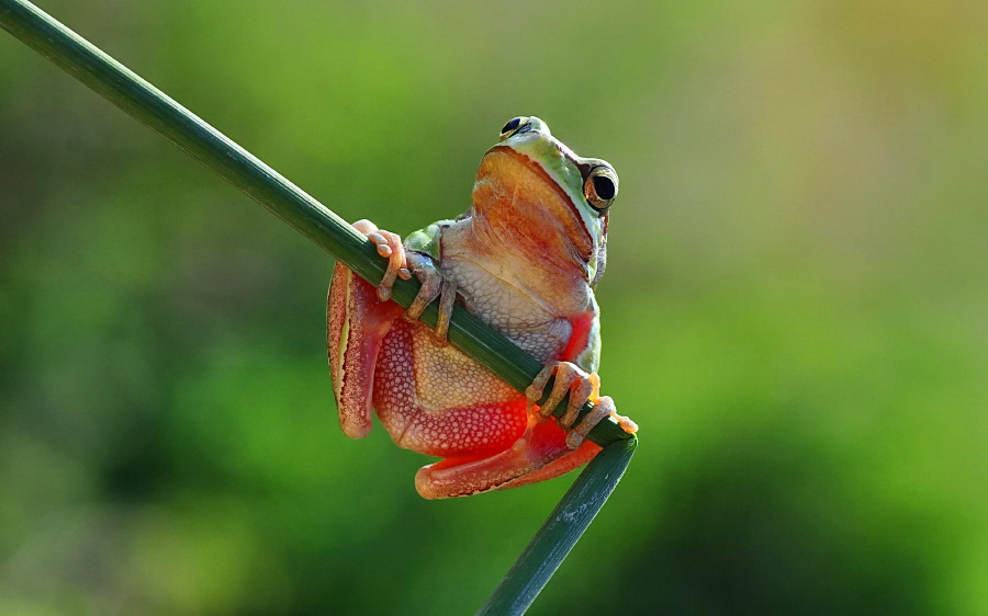 Hyla Arborea