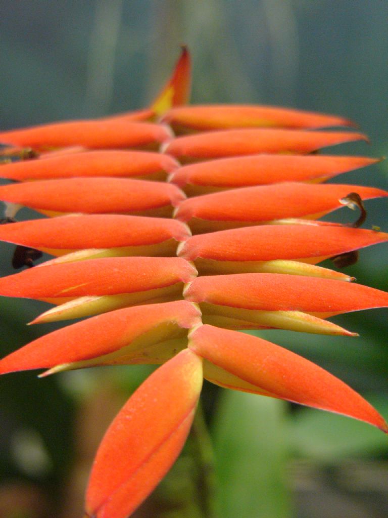 botanik bahcesinden bir kare 