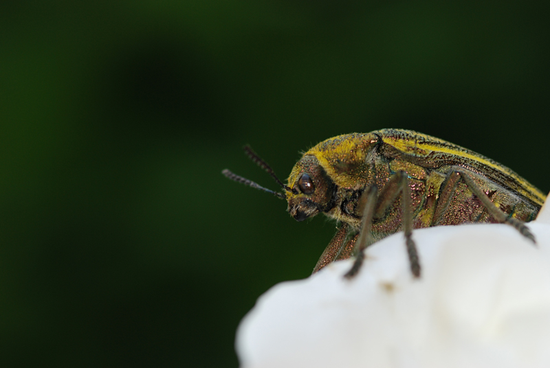 Buprestidae