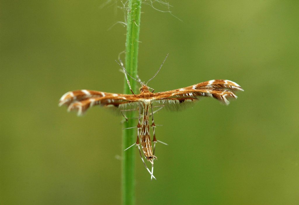 Amblyptilia Acanthadactyla