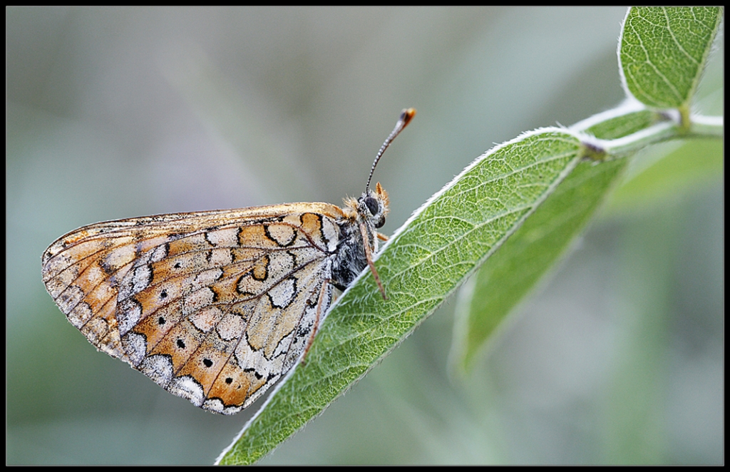 Yaprakta uyumak.