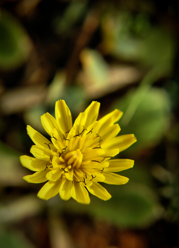 Taraxacum officinale (kara hindiba)