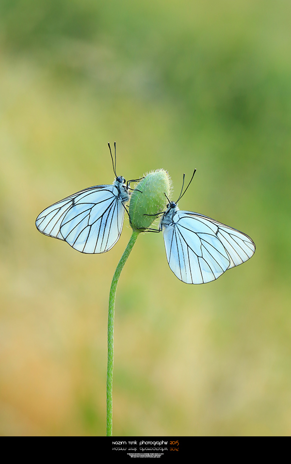 ... ::: Al��lar ::: ... 