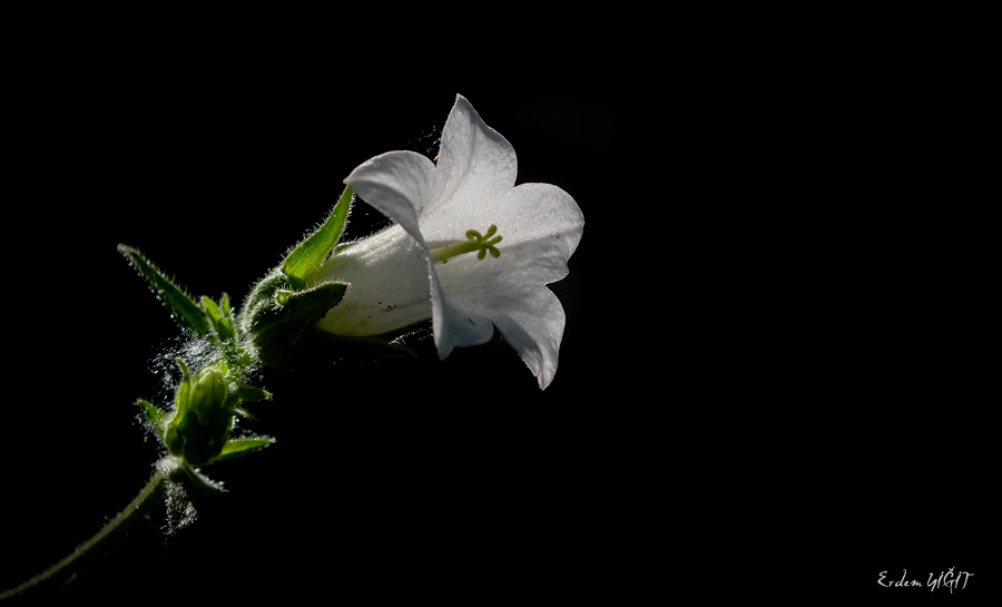 AN E(Campanula trachelium L. subsp. athoa)