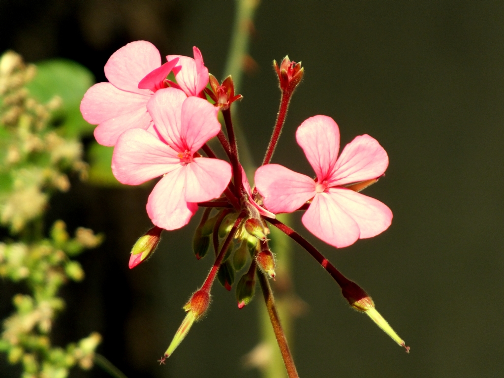 Pembe Sardunya..