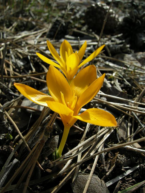 Crocus gargaricus