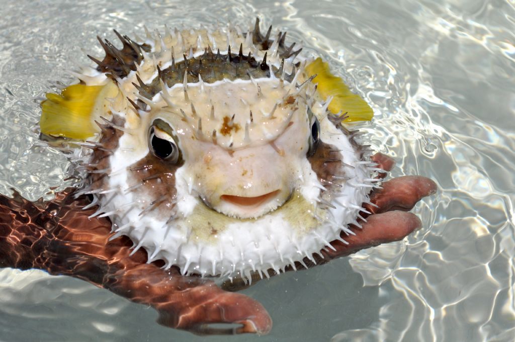 Balon baligi- Puffer fish