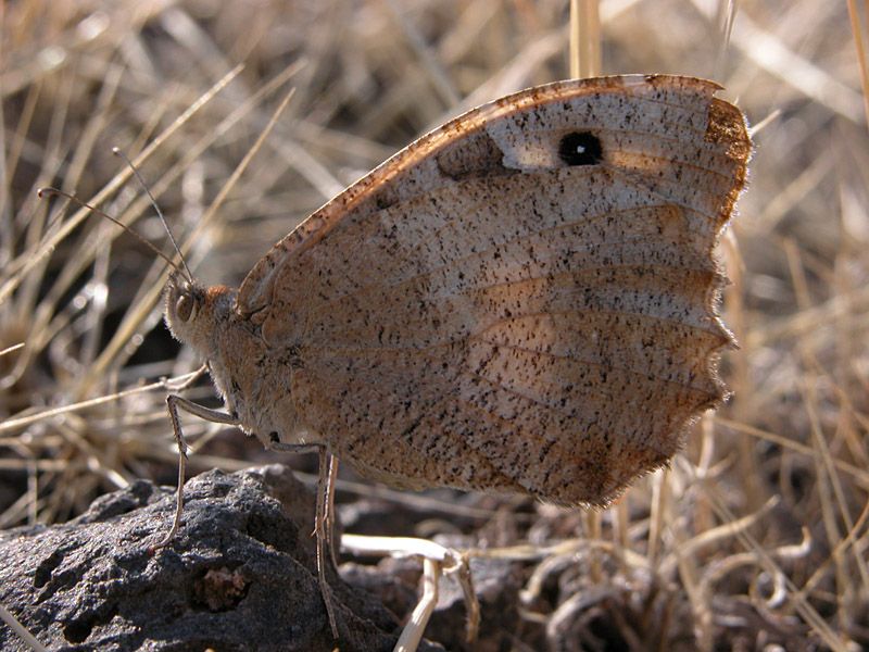 Lepidopter