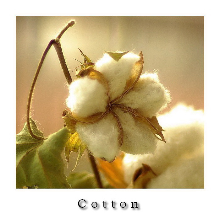 Cotton