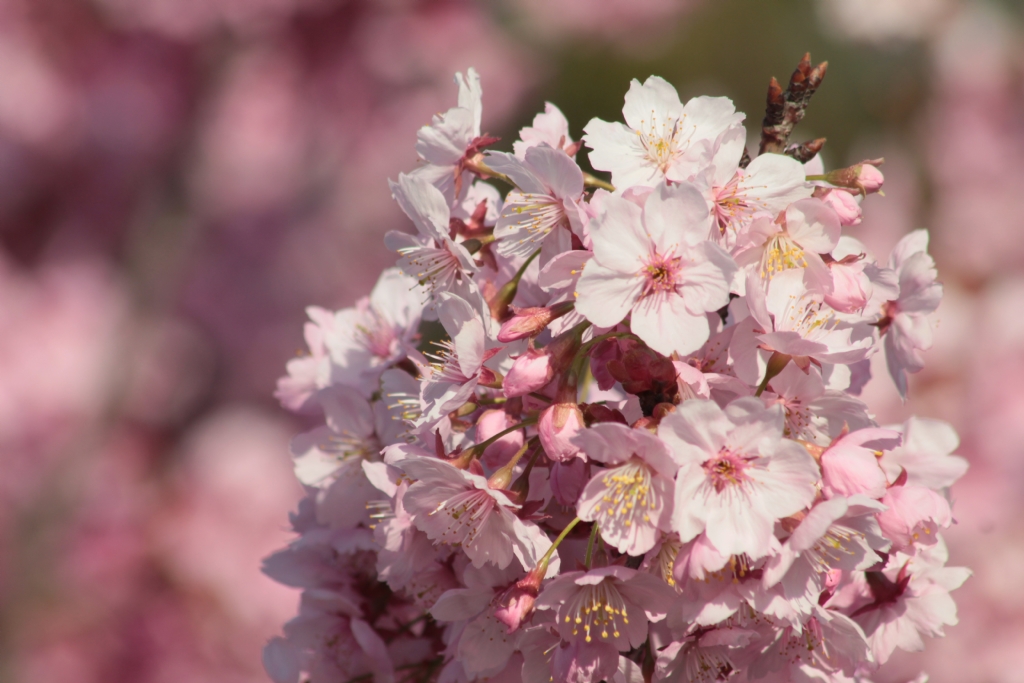 Sakura