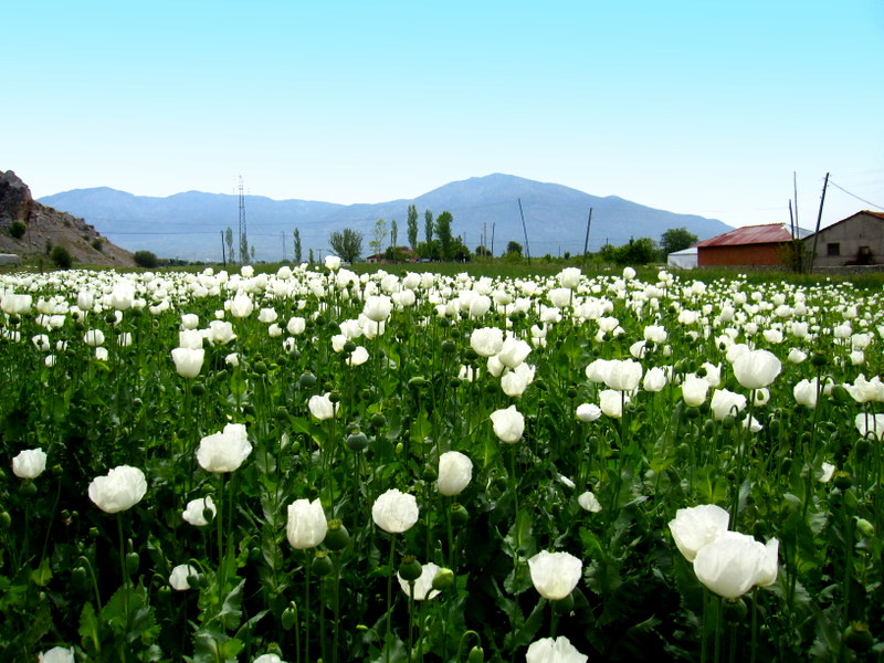 Afyon tarlas, Dodurga