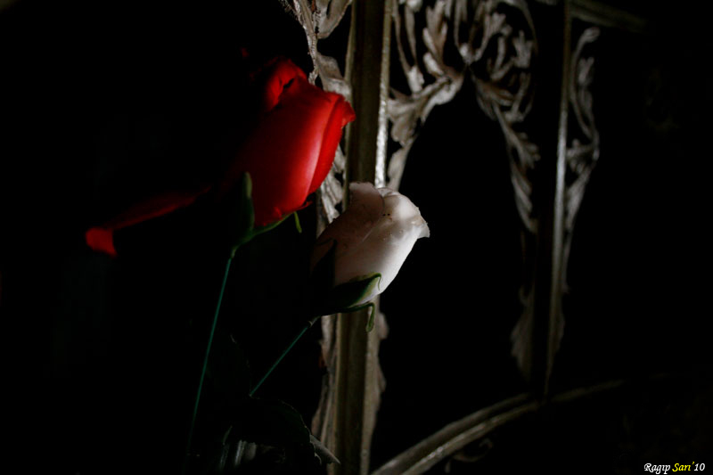 KADINLAR GN'NZ KUTLU OLSUN