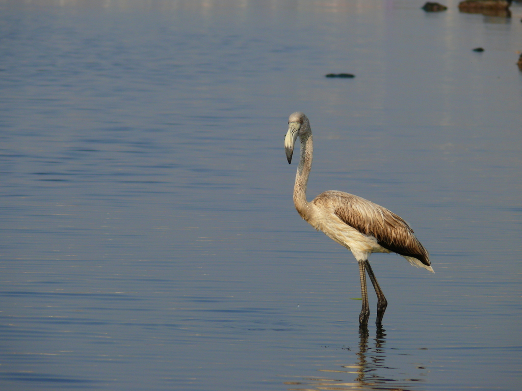 Gen Flamingo