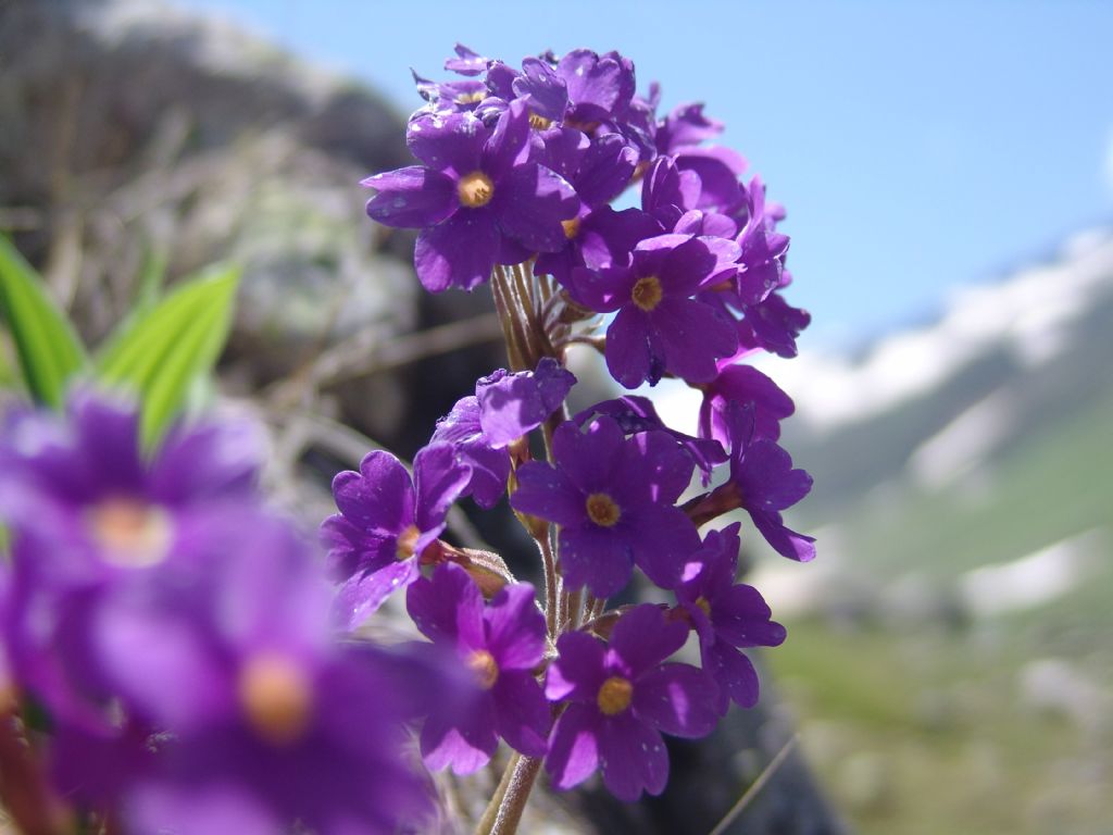 YAYLA EKLER