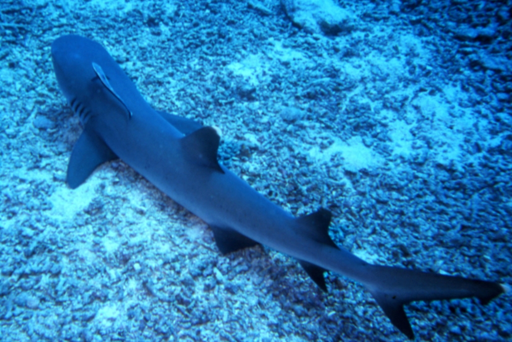 White tip reef Shark