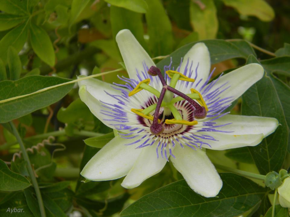 passiflora