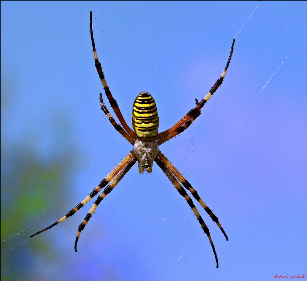 Argiope bruennichi .