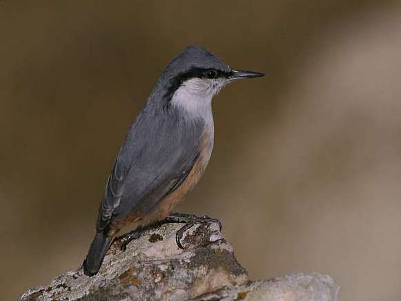  Svac / Sitta europaea