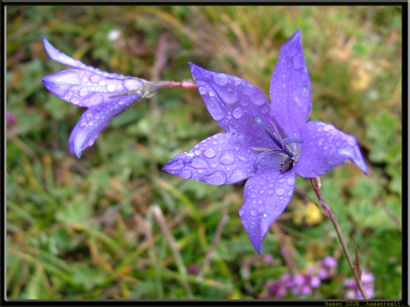 Yayla Lalesi