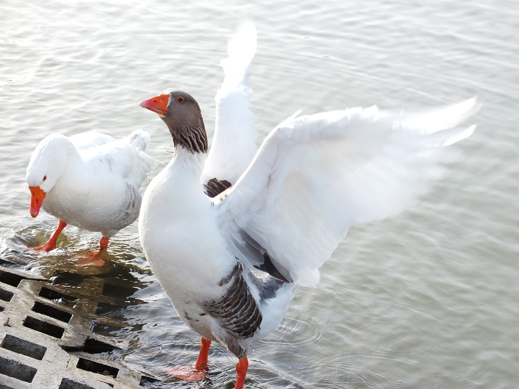 Donald & Daisy Duck :)