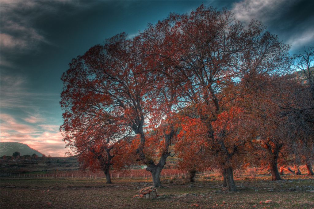 Sonbahar�n k�z�ll���...